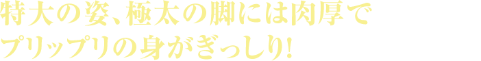 特大の姿、極太の脚には肉厚でプリップリの身がぎっしり！