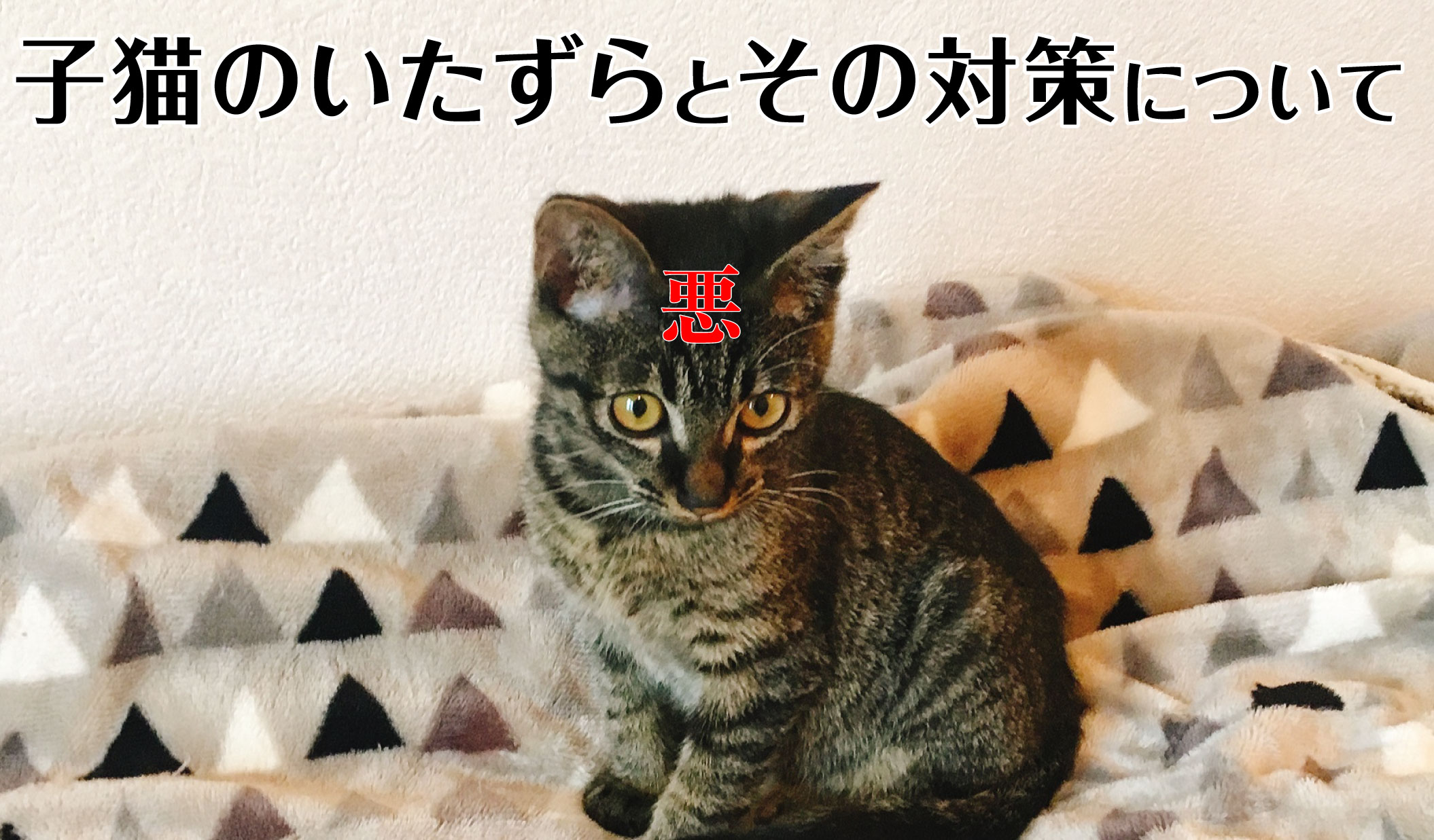 終わりなき戦い 子猫くろしおのいたずら集 匠本舗情報局 たくじょー