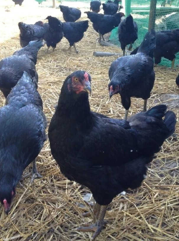 鹿児島県産第三の黒！ 黒い鶏【黒王】が食べれるお店 -匠本舗情報局