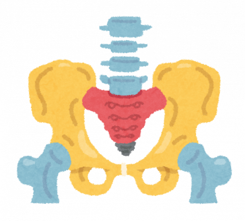 仙骨の位置を示す骨盤の図解イラスト