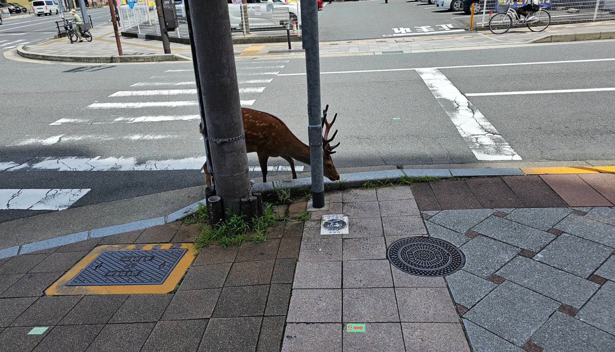 住宅地近くで見かけた鹿