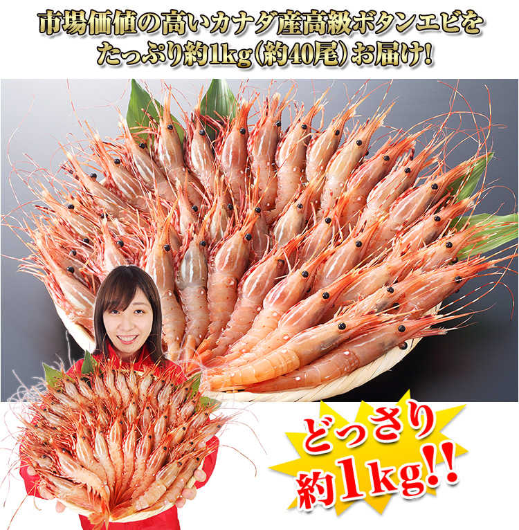 市場価値の高いカナダ産高級ボタンエビをたっぷり約1kg(約40尾)お届け