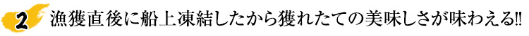 漁獲直後に船上凍結したから獲れたての美味しさが味わえる！！