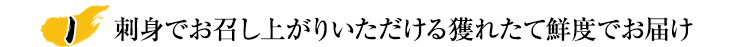 刺身でお召し上がりいただける獲れたて鮮度でお届け