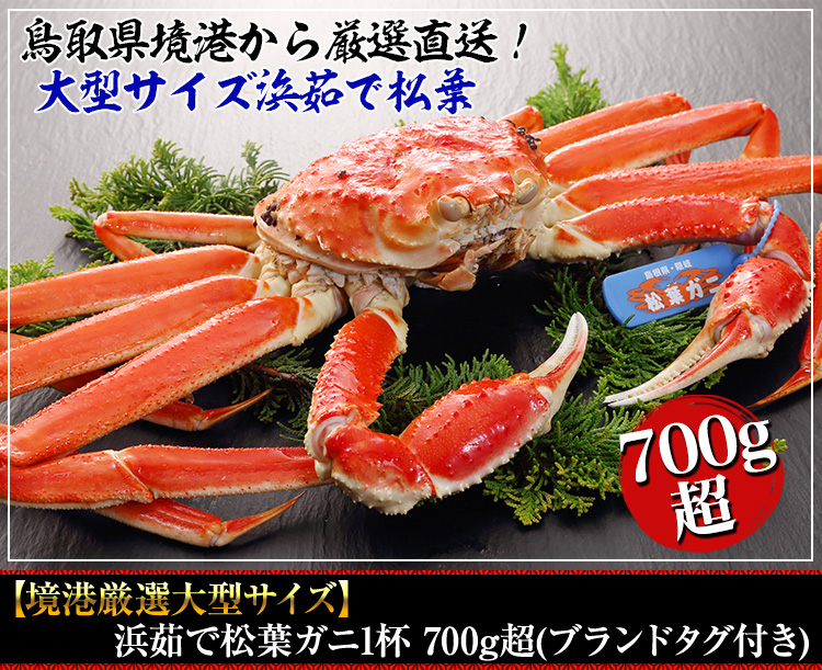 【境港厳選大型サイズ】浜茹で松葉ガニ  1杯700g超(ﾌﾞﾗﾝﾄﾞﾀｸﾞ付き)