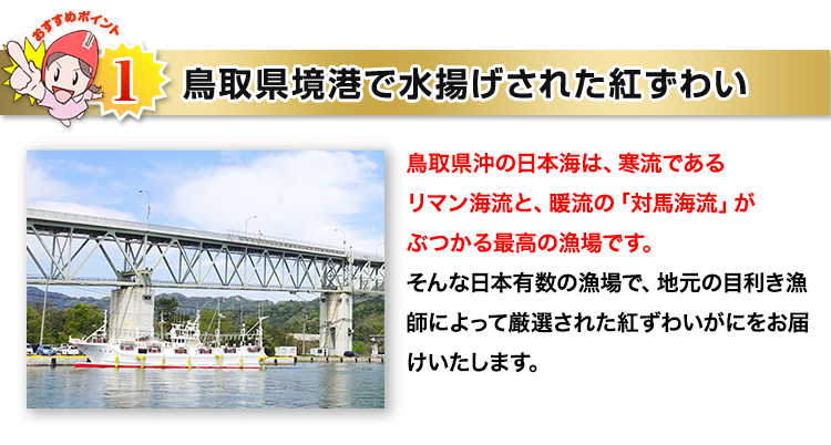 鳥取県境港で水揚げされた紅ずわい